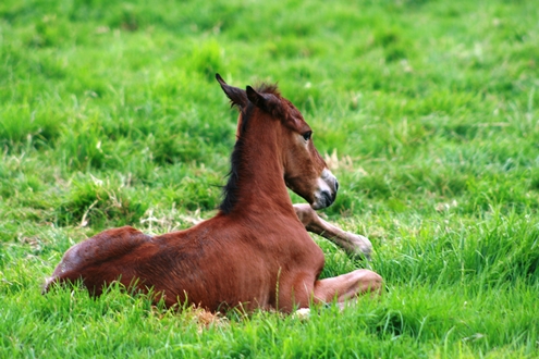 Foaling Mares, Mare Foaling Services At Stud